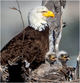 American Bald Eagle with two eaglets