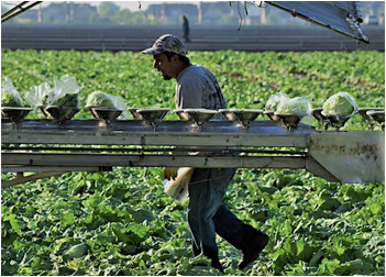 Agricultural workers from Mexico picking iceberg lettuce in California