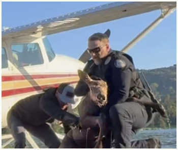 Moose saved in Alaska